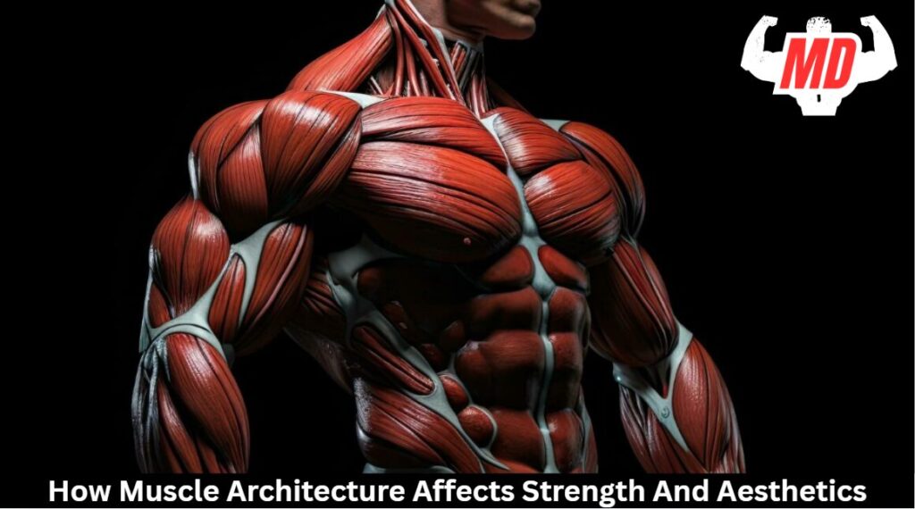 Muscle Architecture