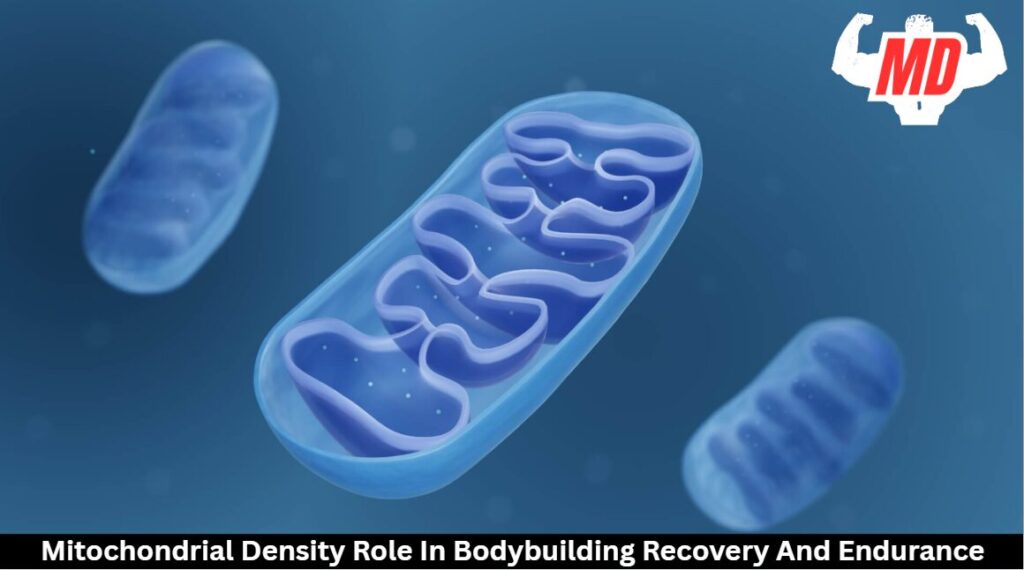 Mitochondria