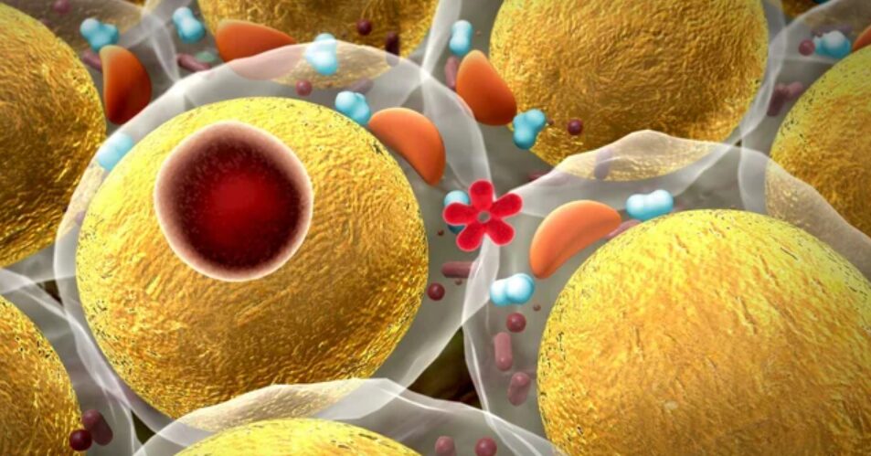 Cold-Induced Anti-Inflammatory Responses